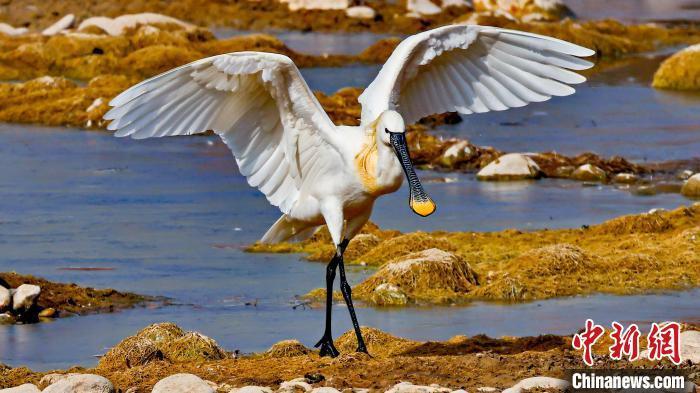 白琵鹭做客青海西宁北川河 大型涉禽体态优美_腾讯新闻