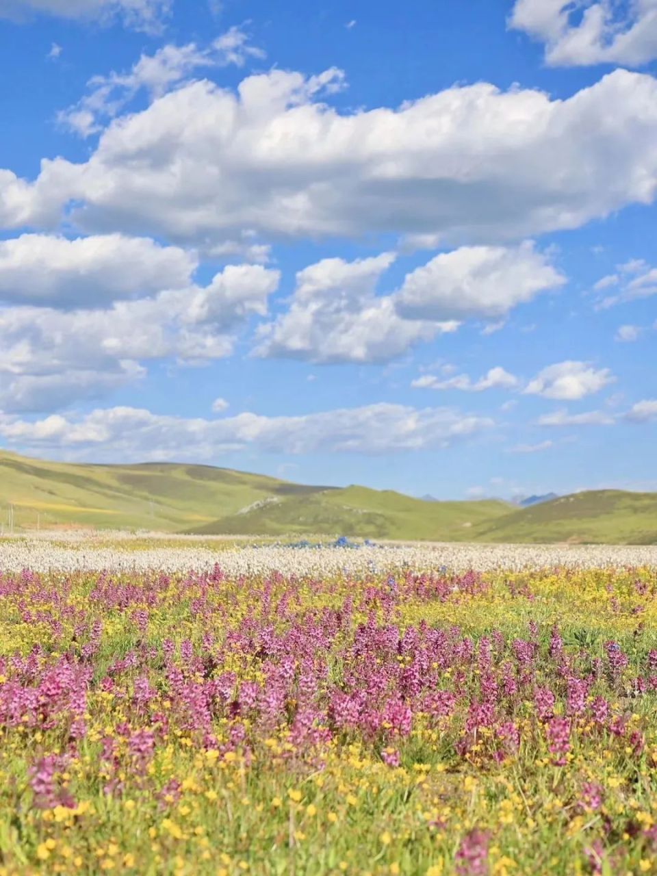 不如来甘孜"巴太"的家乡,邂逅开满鲜花的空中草原!
