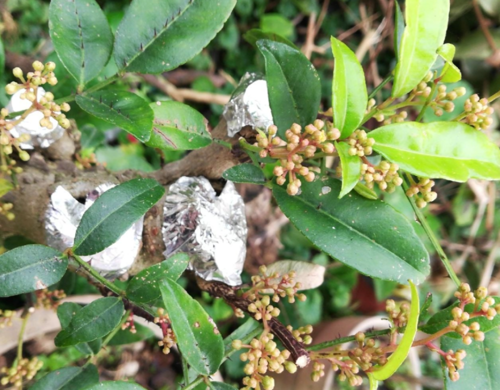 原来"两面针"真的是两面都有针!