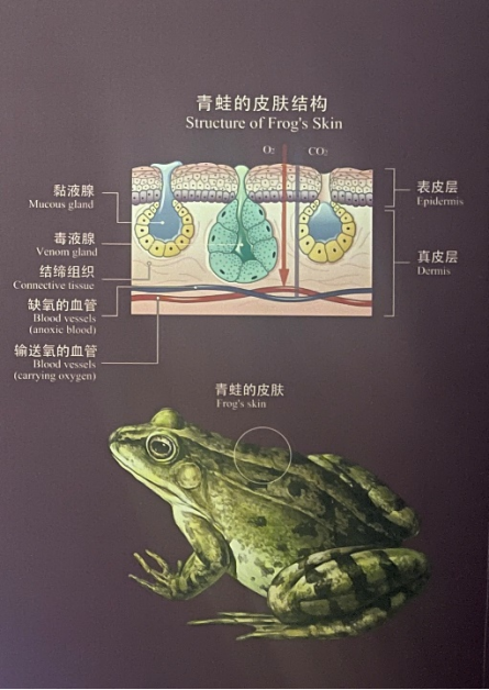 经过一亿年,它终于上岸了!