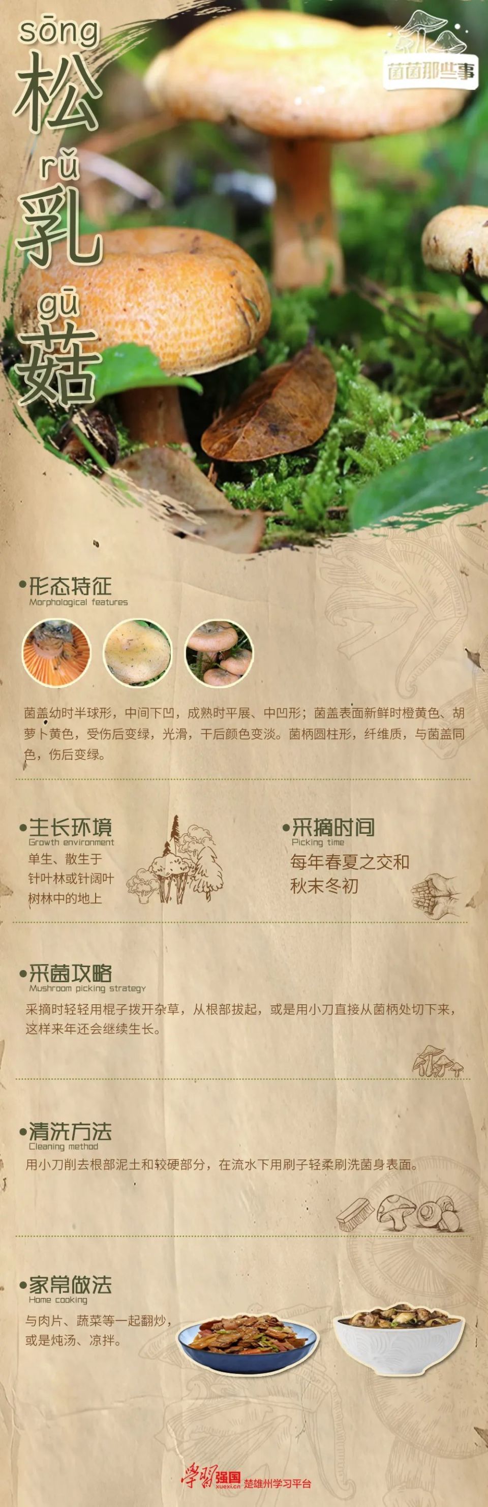 松乳菇:会变色的"菌中王子"