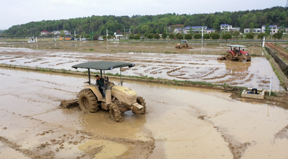 长沙县春华镇工厂化育秧机械化移栽为春耕生产提质增效