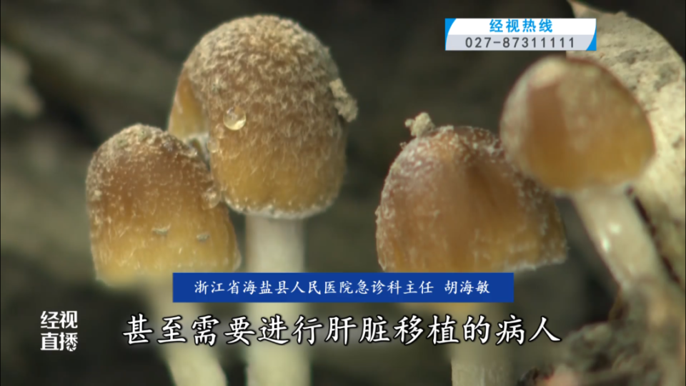 梅雨季野生蘑菇进入生长旺季！误食这种蘑菇竟会致命？
