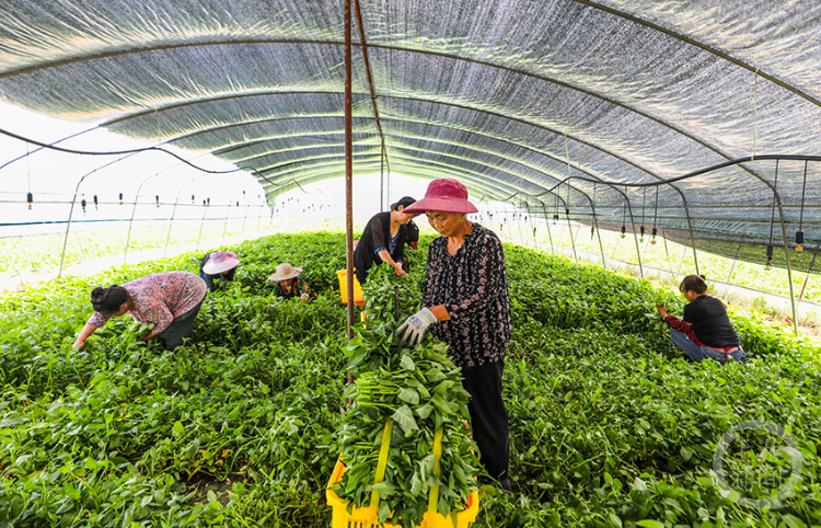 产业集群强乡村 蔬菜收获忙供应