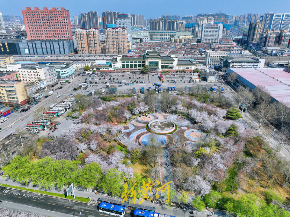 济南滨湖广场700余株樱花竞相绽放新黄河镜相