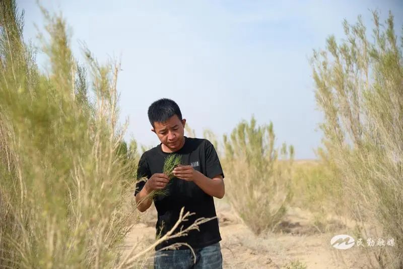 "2020年7月,大学毕业的仲麟毅然决然回到家乡民勤种梭梭.