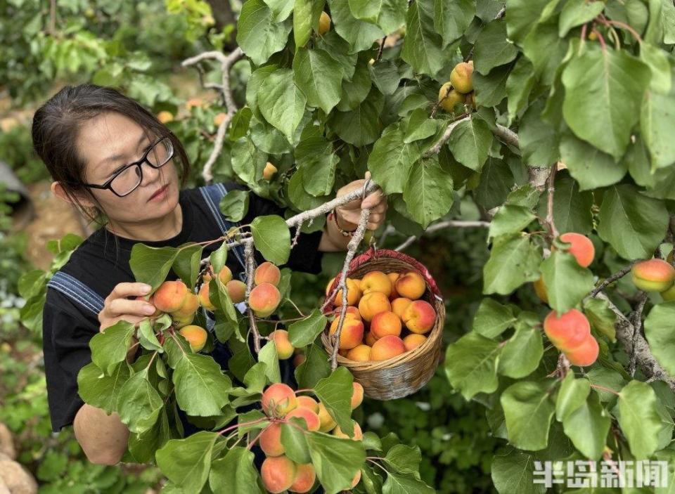 "杏"福采摘,甜蜜继续