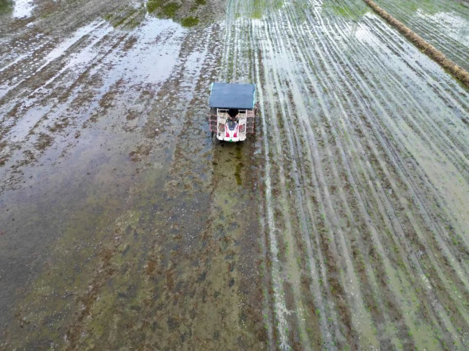 今日"芒种",农户田间地头忙插秧