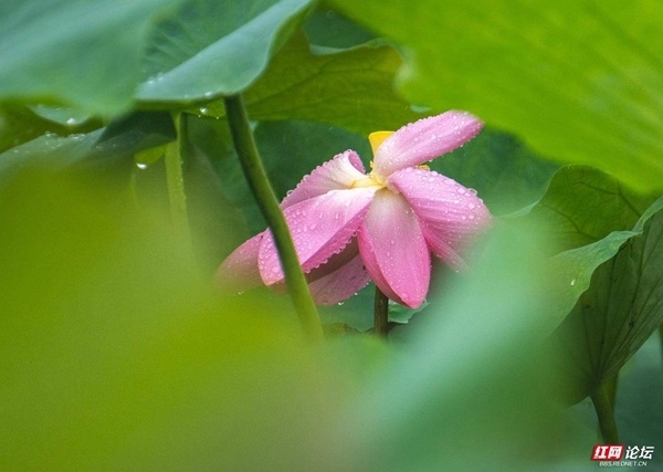 【每日一图@湖南】又见"夏雨荷"!荷花优雅绽放,仿佛从画中走来