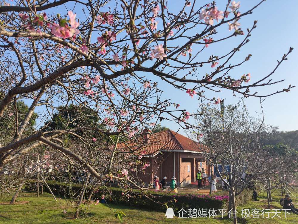 广州十八罗汉山赏樱看花花品小吃两不误还能寻仙庙烧鸡美味
