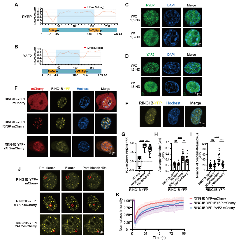 非经典prc1亚基rybp/yaf2通过相分离促进h2ak119ub沉积
