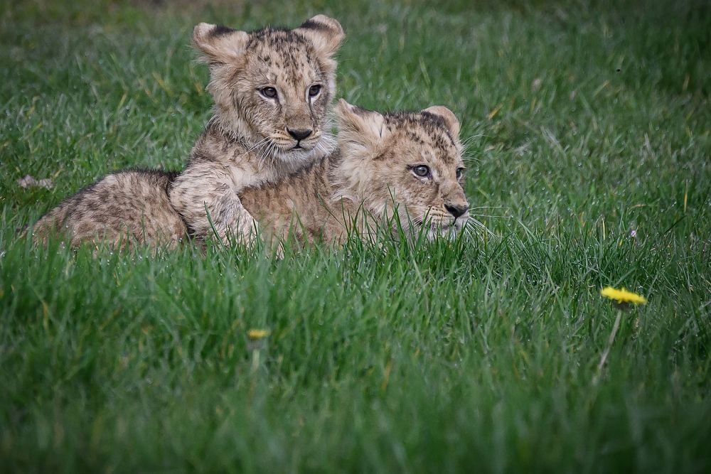 (外代一线)法国:动物园里的狮子_腾讯新闻