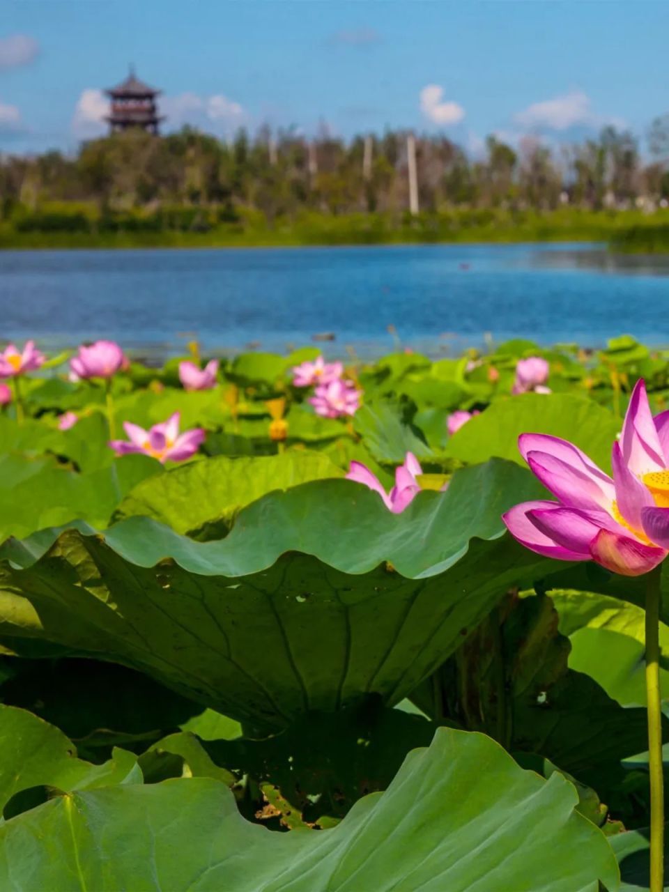 走进长春100个网红打卡地之北湖国家湿地公园