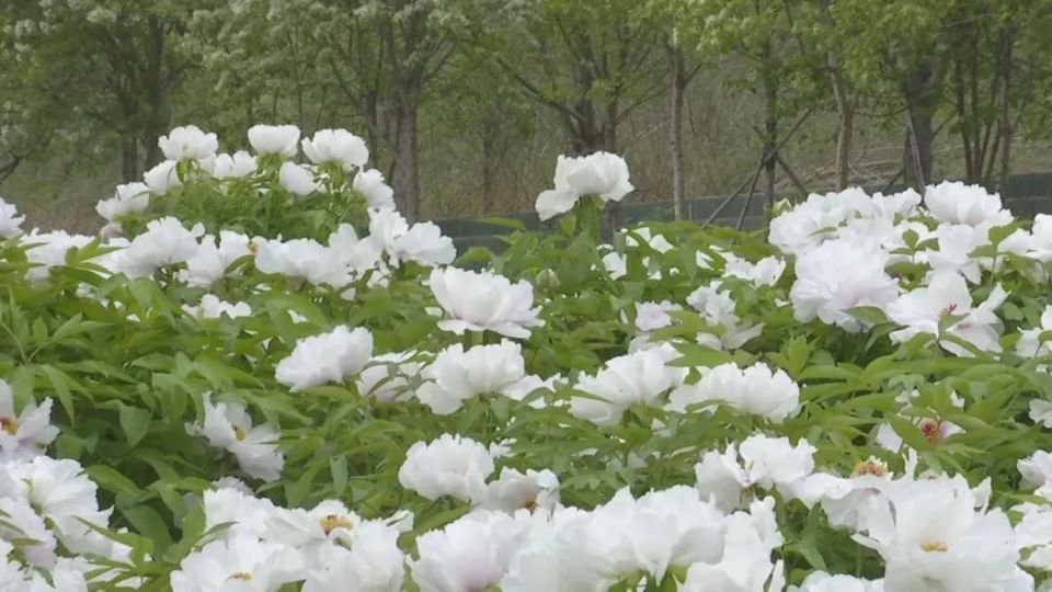 春游河北赏百花|石家庄:赏花踏春慢生活 山前大道白牡丹花开正好
