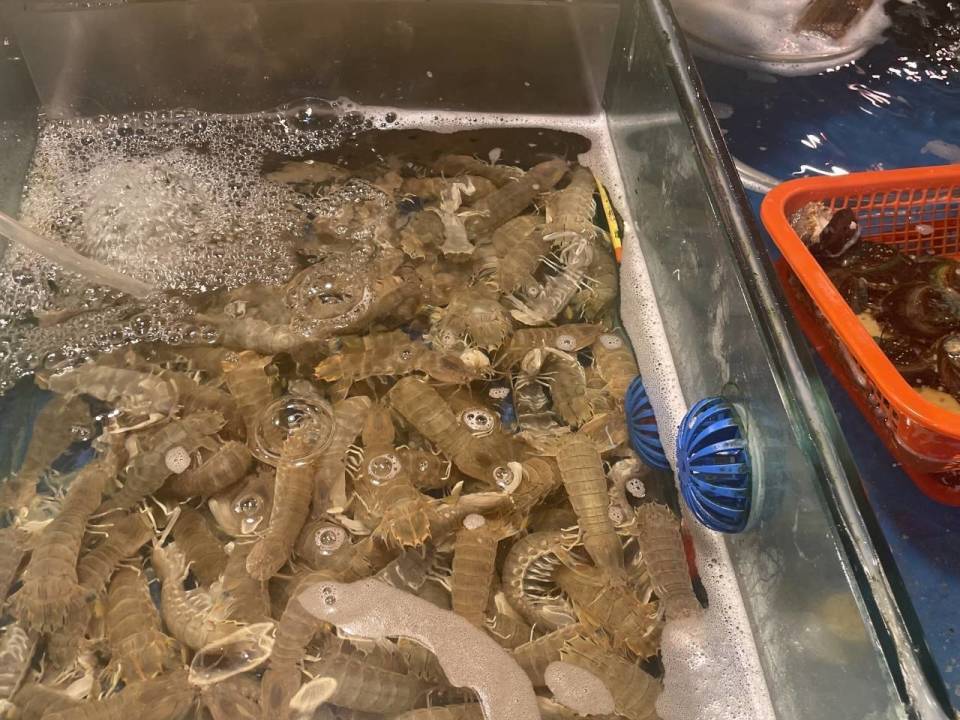 的养殖大陈黄鱼,过年送礼自然缺不了它,年前记者走访时每斤价位还在