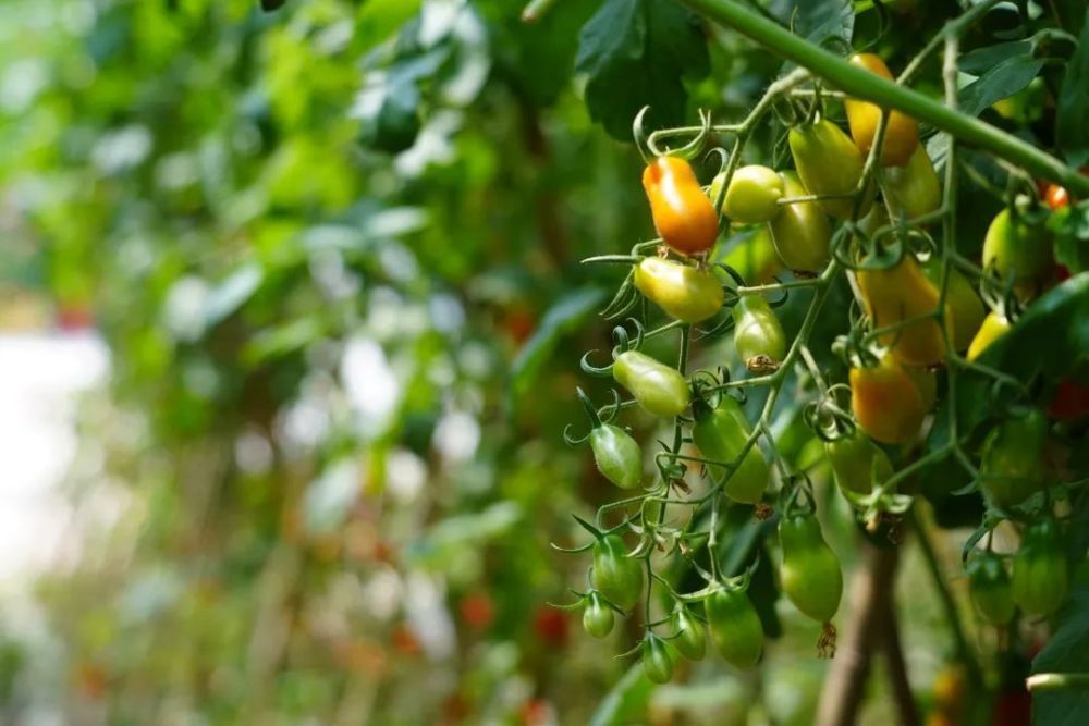 红橙黄绿白集齐七彩小番茄就能