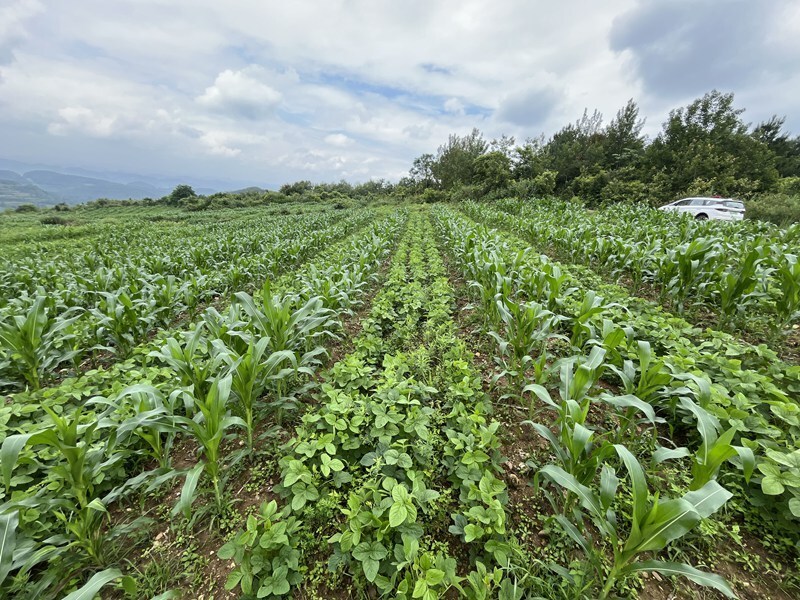 开阳县南龙乡:大豆玉米带状复合种植实现"一地双收"好丰景