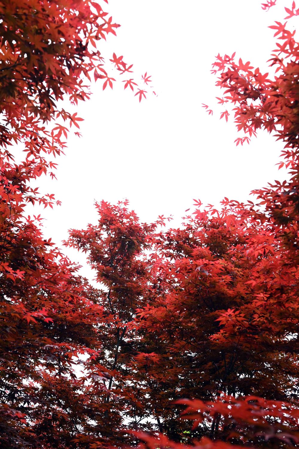 重庆市巴南区安澜镇平滩村红枫乡村美景如画