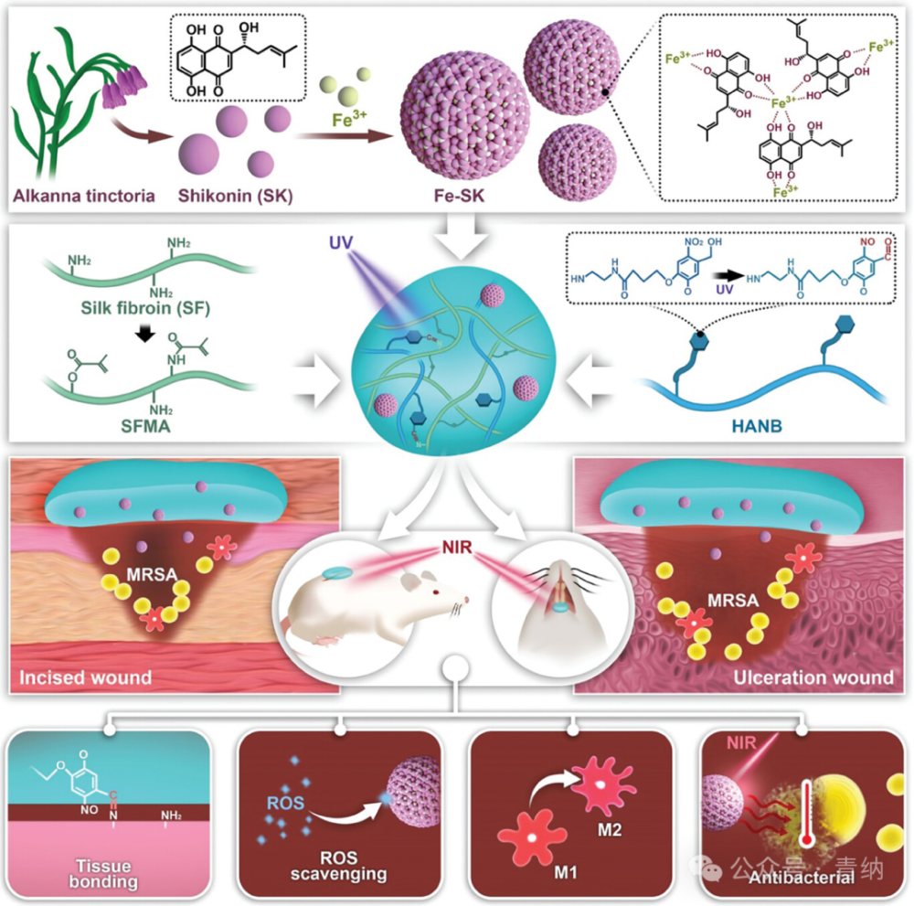 抗菌水凝胶怎么操作《Adv. Sci.》强黏附愈合紫草素水凝胶的糖尿病口腔溃疡治疗新方案！_https://www.jmylbn.com_新闻资讯_第2张