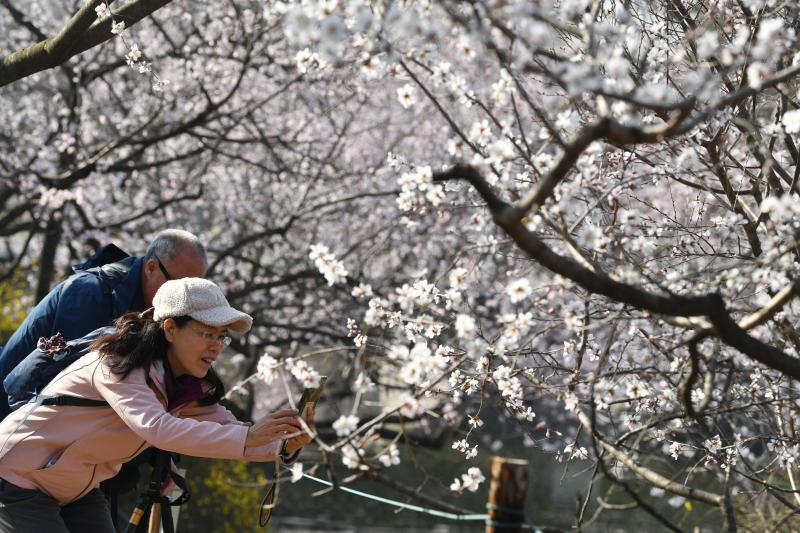 国家植物园桃花观赏季周末开幕