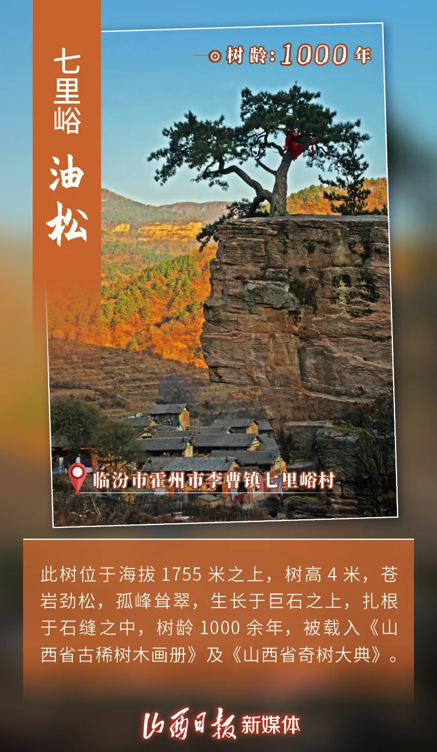忻州市五台山风景区台怀镇台怀村镇海寺油松古树群1,运城市稷山县稷峰