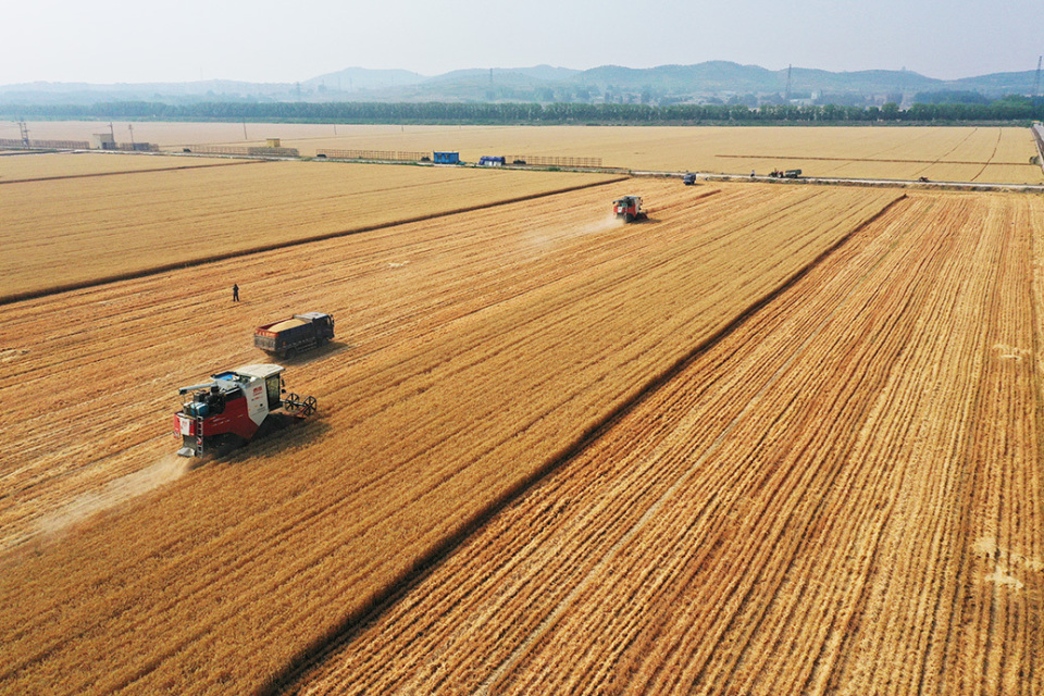 直击|全国冬小麦收获进度过半,比去年快17.7个百分点