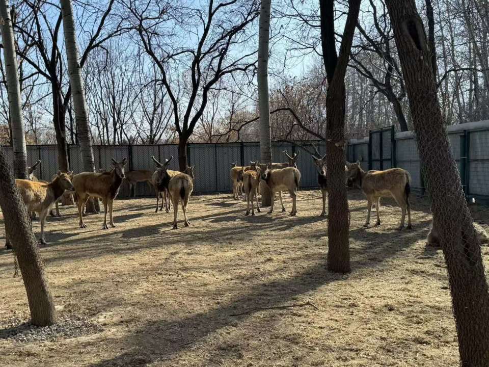 20只南海子麋鹿今天启程前往内蒙古乌梁素海