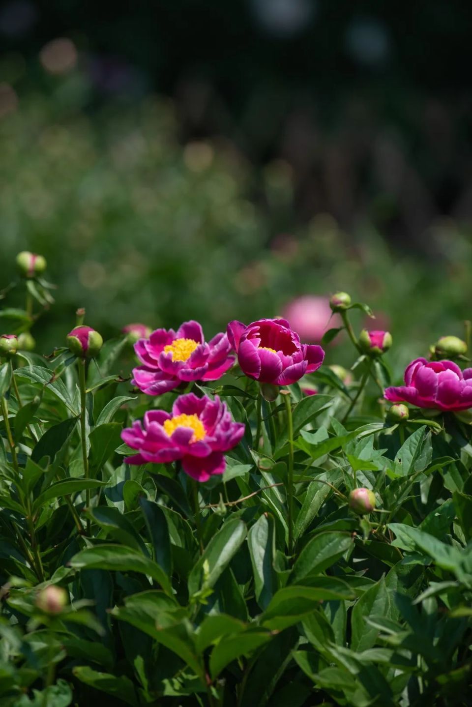 滨城这里200余种芍药花争奇斗艳