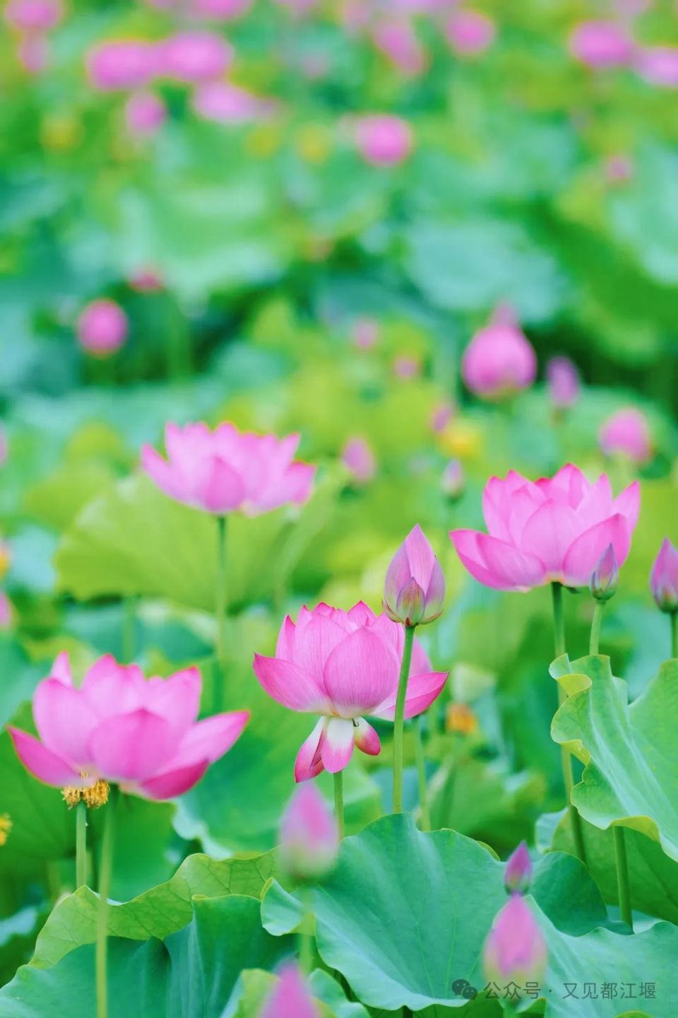 清凉一夏都江堰︱逃离城市喧嚣~尽情享受田园最美荷花季