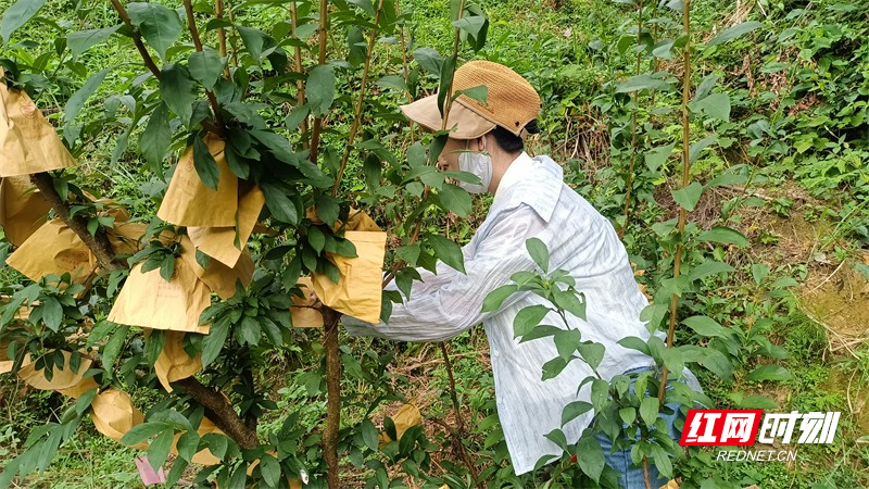 朱忠达)7月18日,汝城县土桥镇青龙村奈李基地的奈李进入采摘期,一颗颗