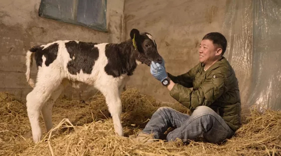 养牛人付冰：在中国好牧场孕育世界级好奶_腾讯新闻