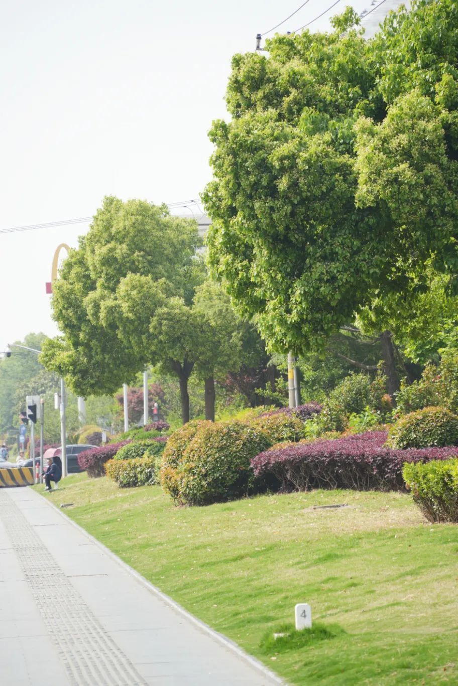 500棵行道树,5万平方米绿化集体"美颜"