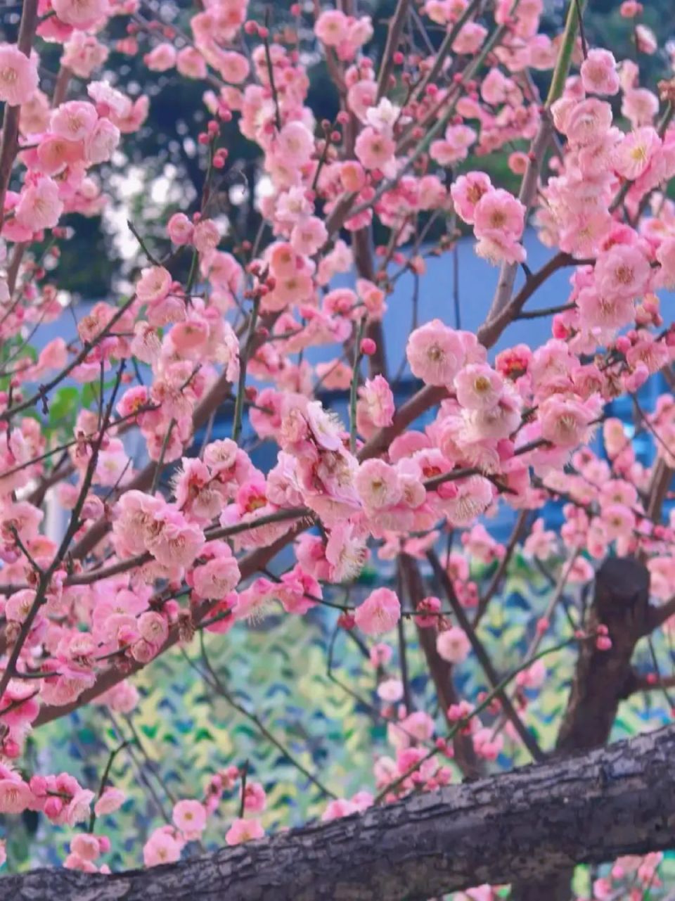 壁纸 花 桌面 960_1281 竖版 竖屏 手机