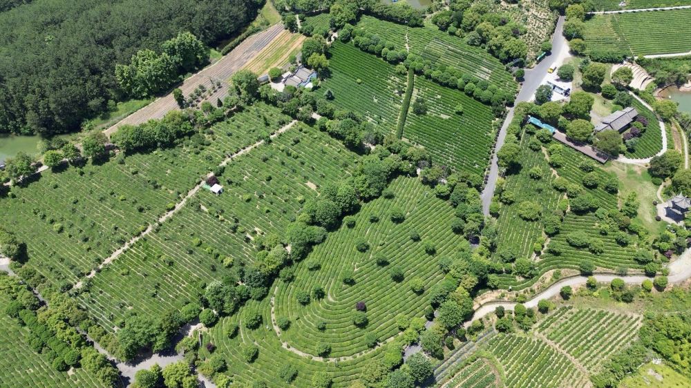 中国式现代化长三角实践文旅综合体谢裕大茶博园