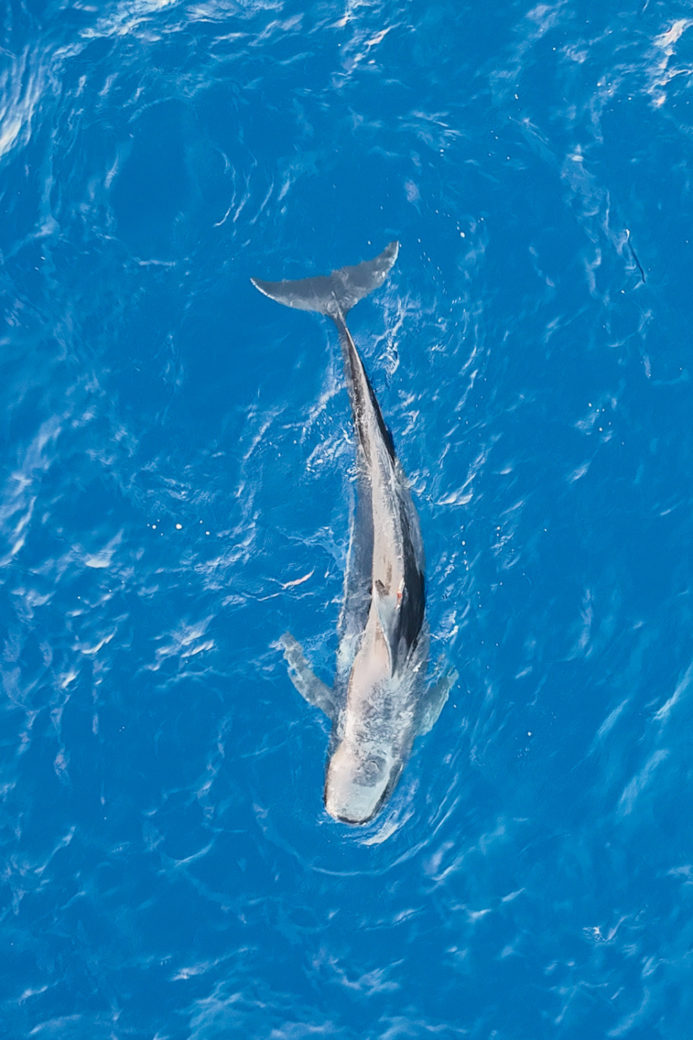 海南三亚因搁浅被救助的短肢领航鲸被放归大海