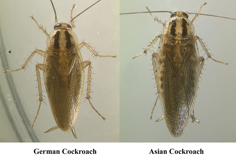 此前有学者认为,德国小蠊的祖先很可能是亚洲蜚蠊(也叫亚洲蟑螂),因为