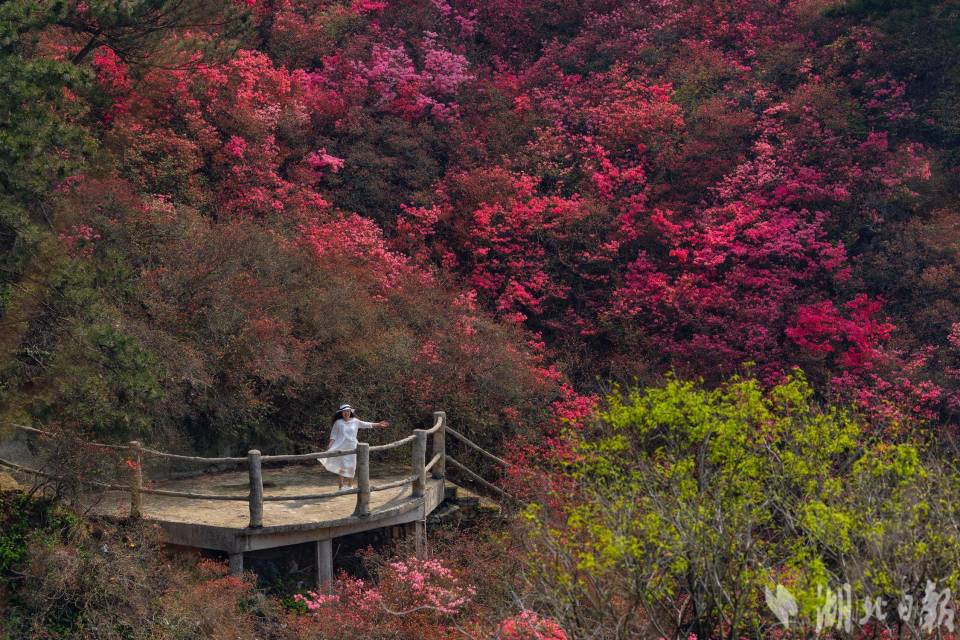 黄陂木兰云雾山近万亩杜鹃花绽放