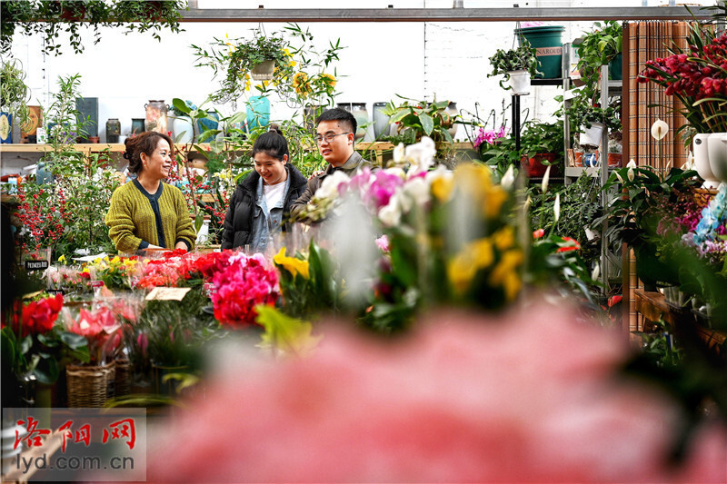 洛阳新村花卉市场图片