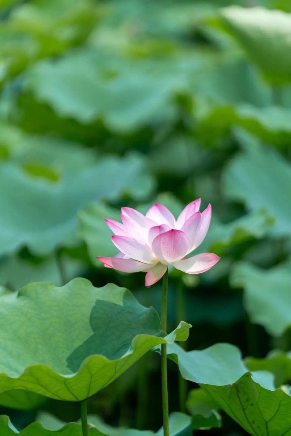 荷花照片精美图片图片