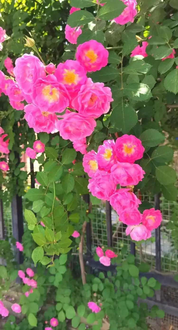 【四季皆美】蔷薇开,浅夏来