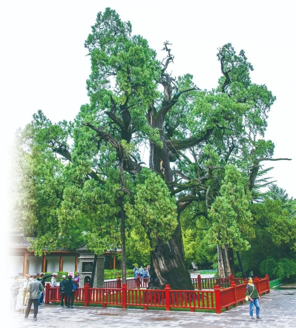 踔厉奋发新征程丨守护千年古柏 留住绿色记忆_腾讯新闻