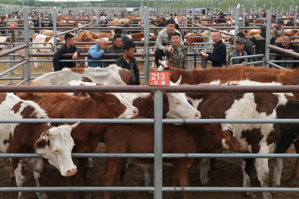 黑龙江甘南县:现代化一站式牲畜交易市场助力县域经济发展