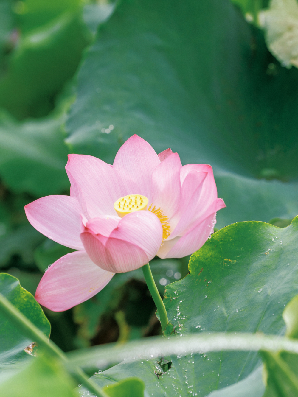 荷花满堂,蒙自的夏天真的来了