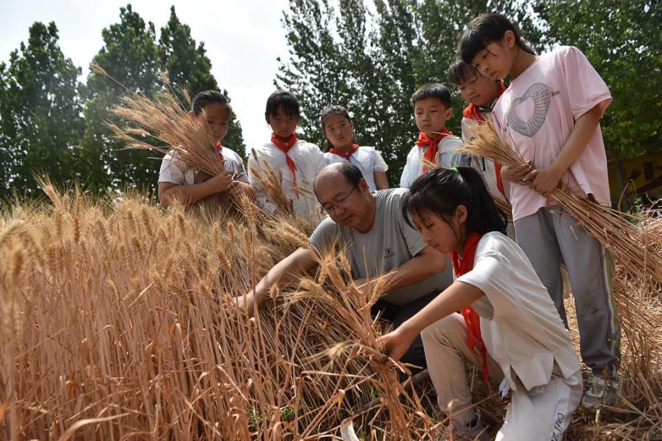 潍坊高密:校园"小农夫" 田间收麦忙
