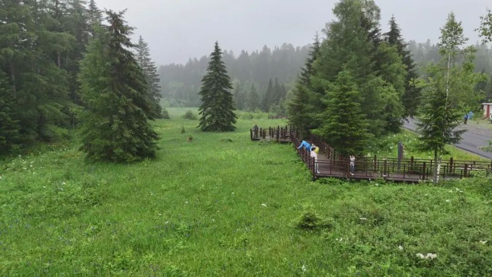 夏日限定美景——长白山西景区高山花园进入百花绽放期