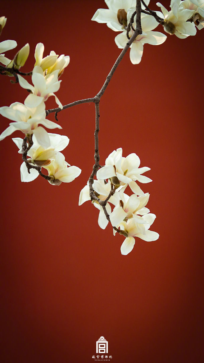 一秒感受绝美故宫花开