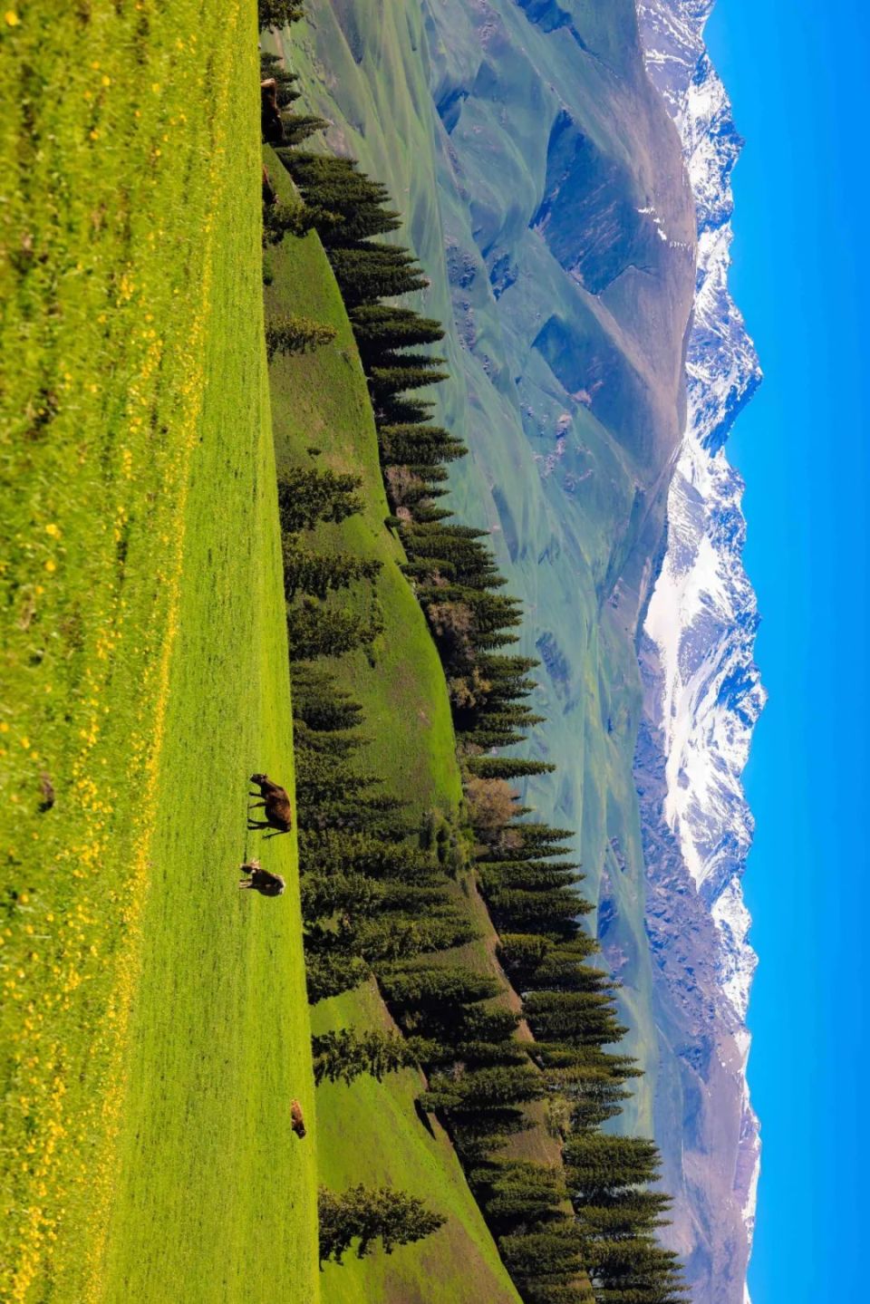 美丽新源:那拉提草原金莲花开成海