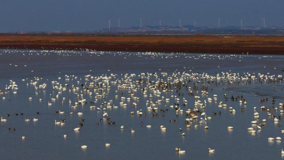 江西鄱阳湖湿地迎来候鸟越冬高峰_腾讯新闻