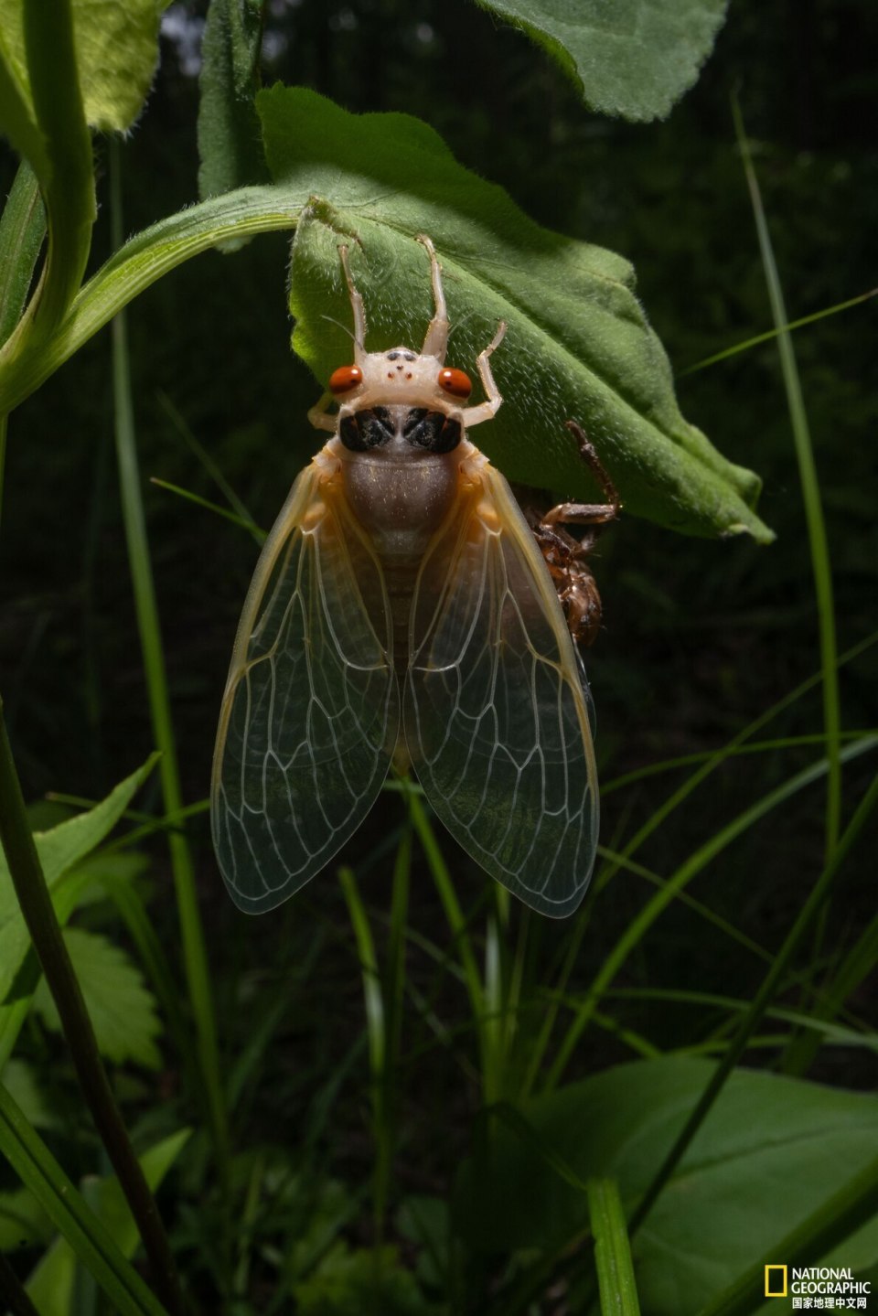 今夏,亿万只蝉占领美国