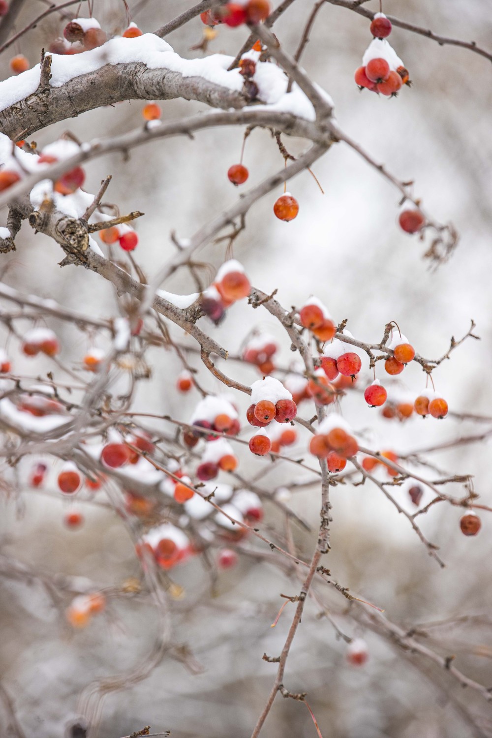 这么美沉浸式感受初雪后的亦城